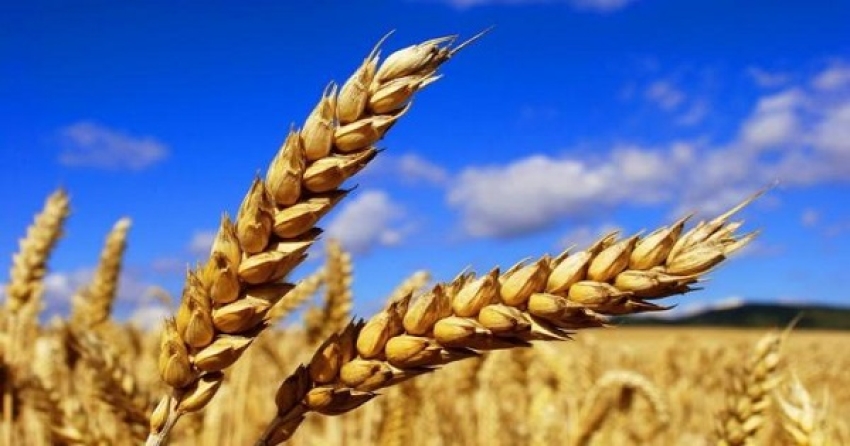 La Tunisie achète 150 000 tonnes de céréales