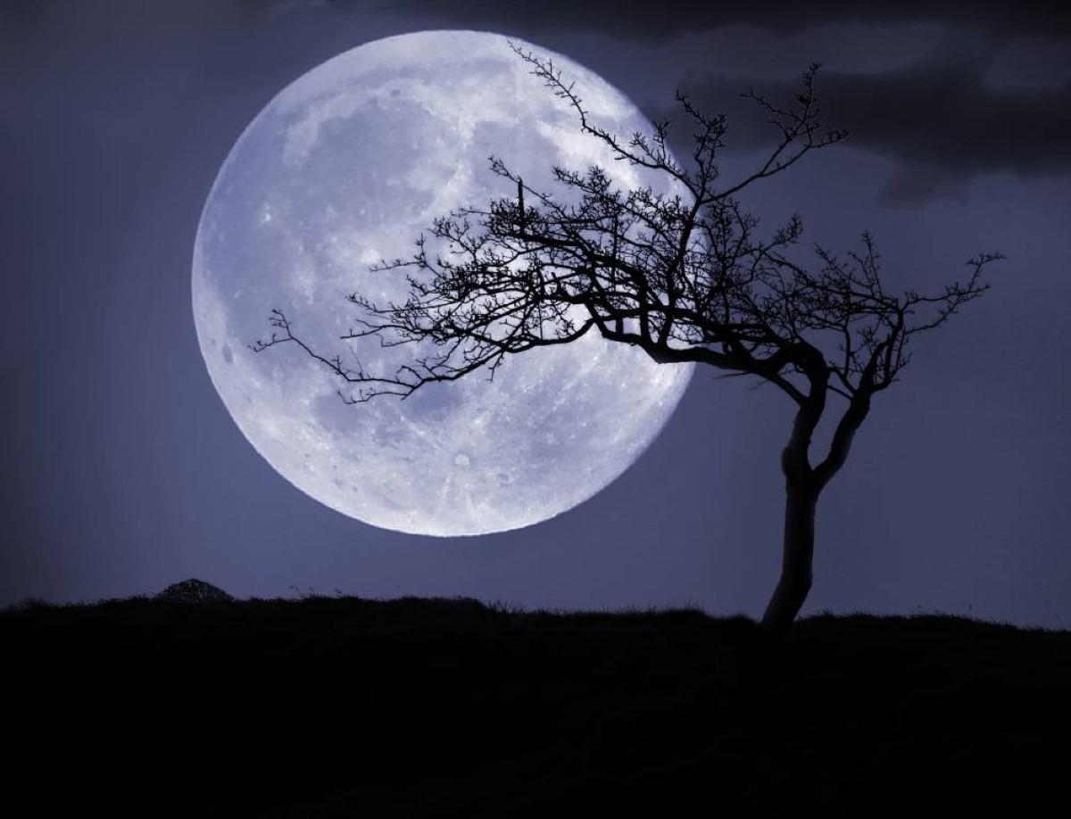 أشجار زارت القمر… حكاية بذور أبولو التي عادت للحياة على الأرض