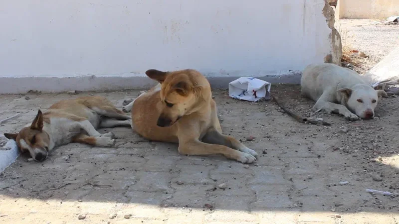 كلب سائب يزرع الرعب أمام معهد بالمروج 4… وثلاثة تلاميذ في المستشفى