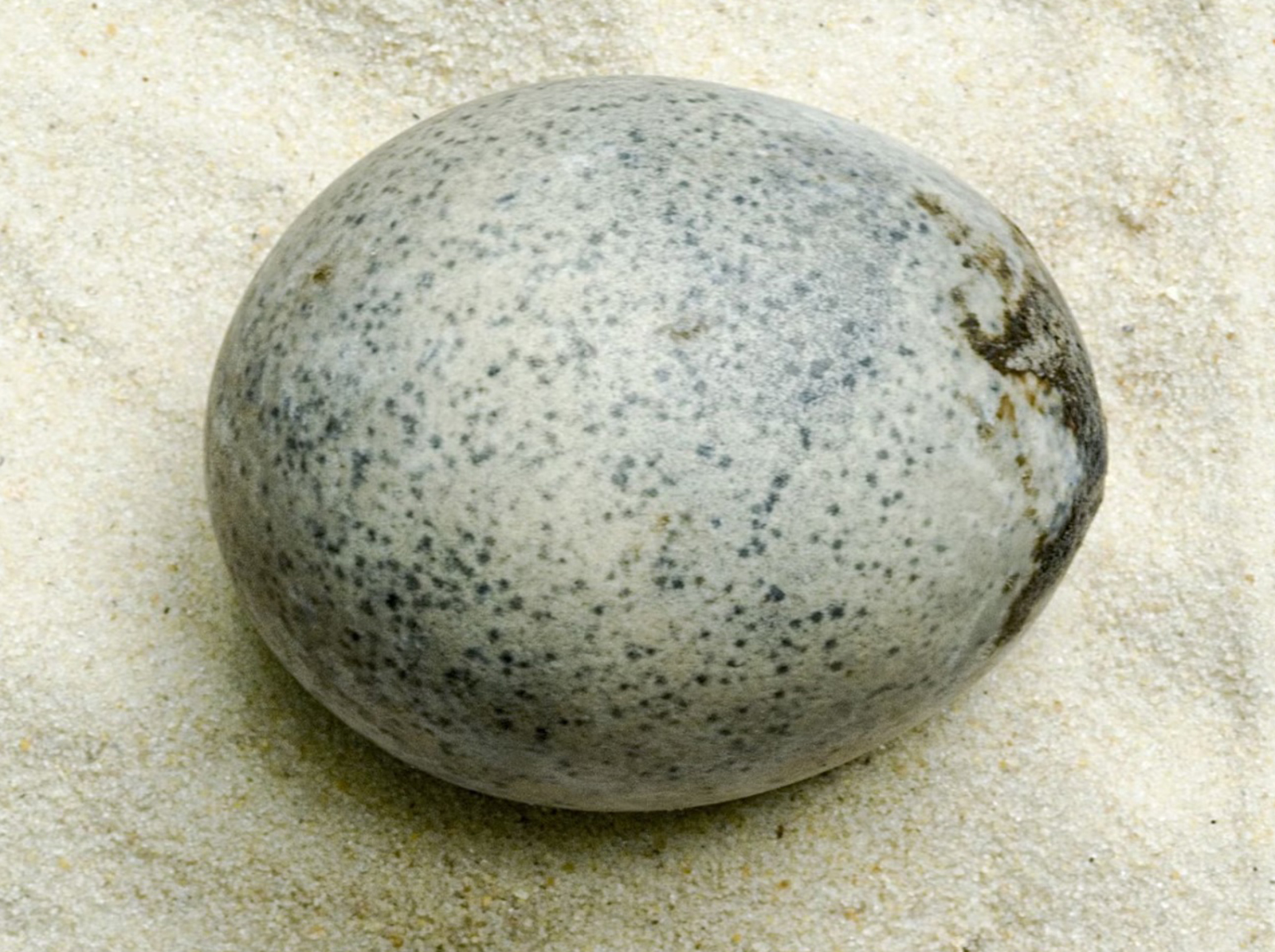 اكتشاف أثري استثنائي: بيضة تحتفظ بروح الزمن لـ1700 سنة