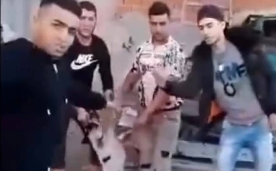 النيابة العمومية تنطلق في التحقيق مع 7 أشخاص تورطوا في فيديو وحشي لتنكيل كلاب صغيرة