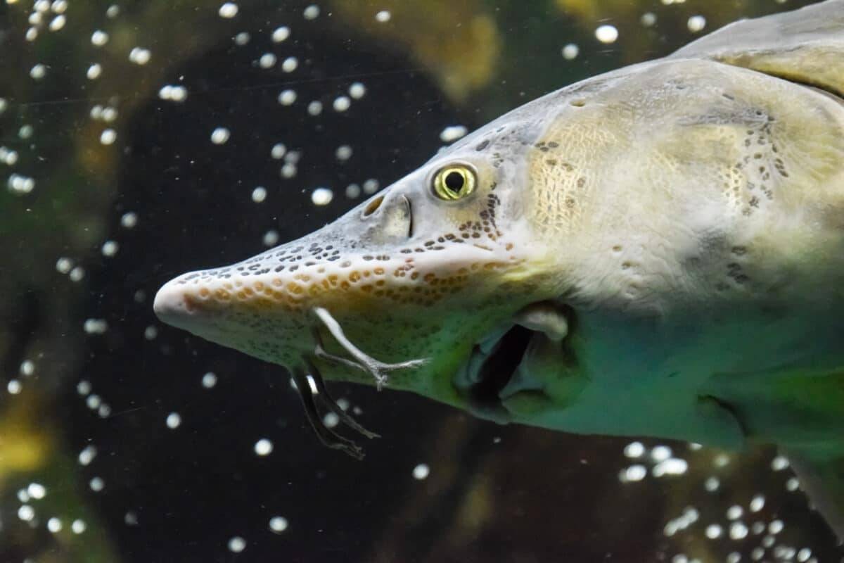 غداً.. موسم "سمكة الديناصور" الأسطورية ينطلق في ميشيغان: سباق مع الزمن لصيادي الحفش العملاق