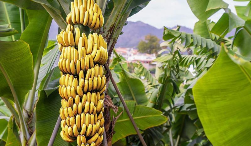 وزارة التجارة تشرع في بيع الموز المصري في المساحات التجارية الكبرى