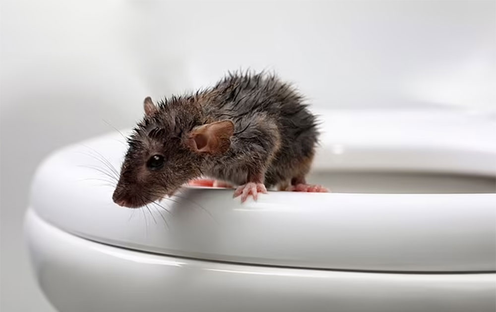 مأساة في بيت الراحة: رجل يواجه الموت بعد غضة فأر