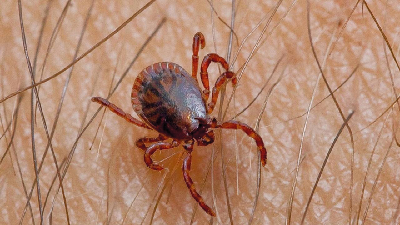 وفاة أولى جراء فيروس أوز المنتقل بعضة قراد 