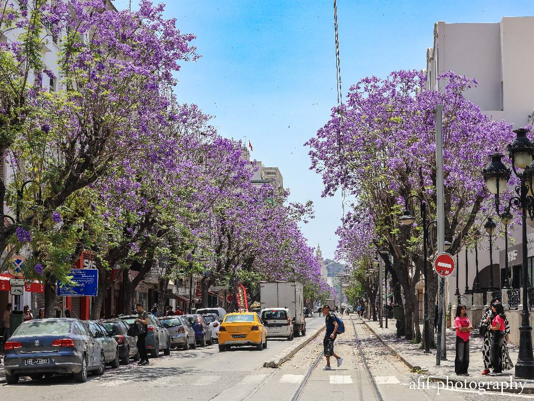 جاكرندا العاصمة... حين يزهر البنفسج على أرصفة تونس