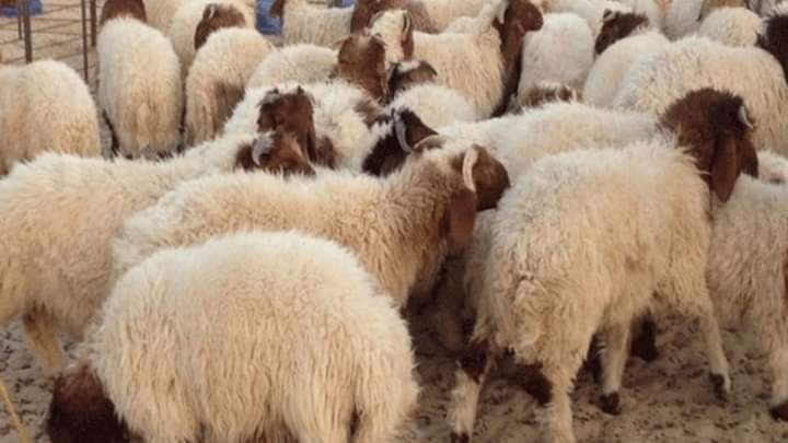 المكنين: سوق موسمية لبيع الأغنام بمناسبة عيد الأضحى