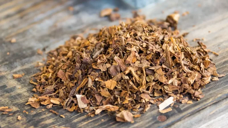 تحذير أوروبي صادم: لا نيكوتين آمن… سمّ قاتل للقلب مهما تغيّر شكله