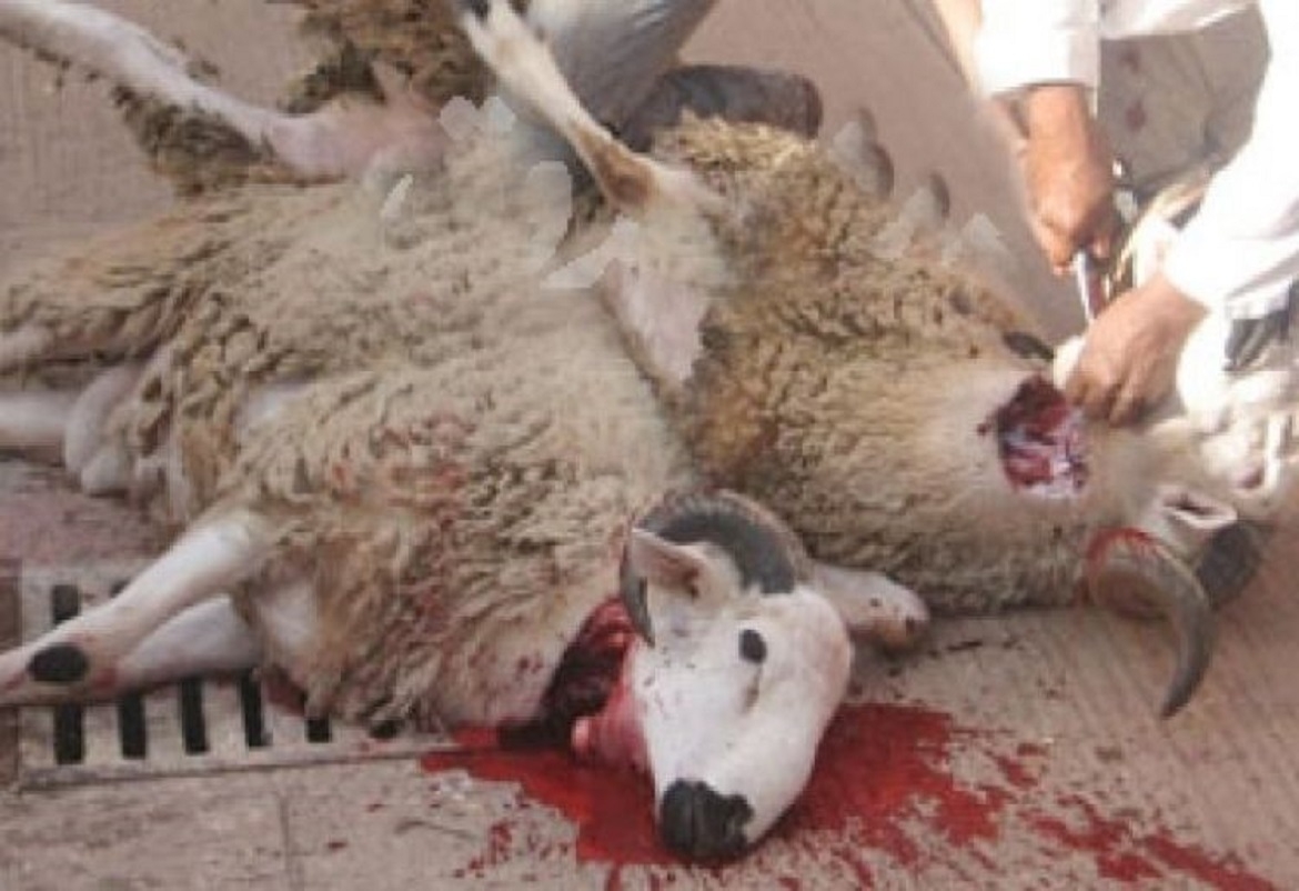 هل رؤية الأطفال لذبح الأضاحي خطر؟