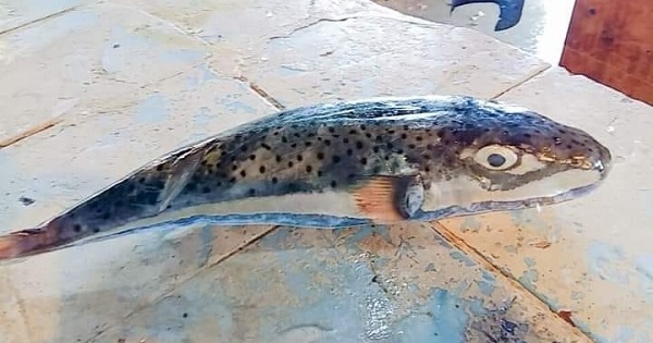تنبيه: ظهور سمكة الأرنب السامة في خليج قابس