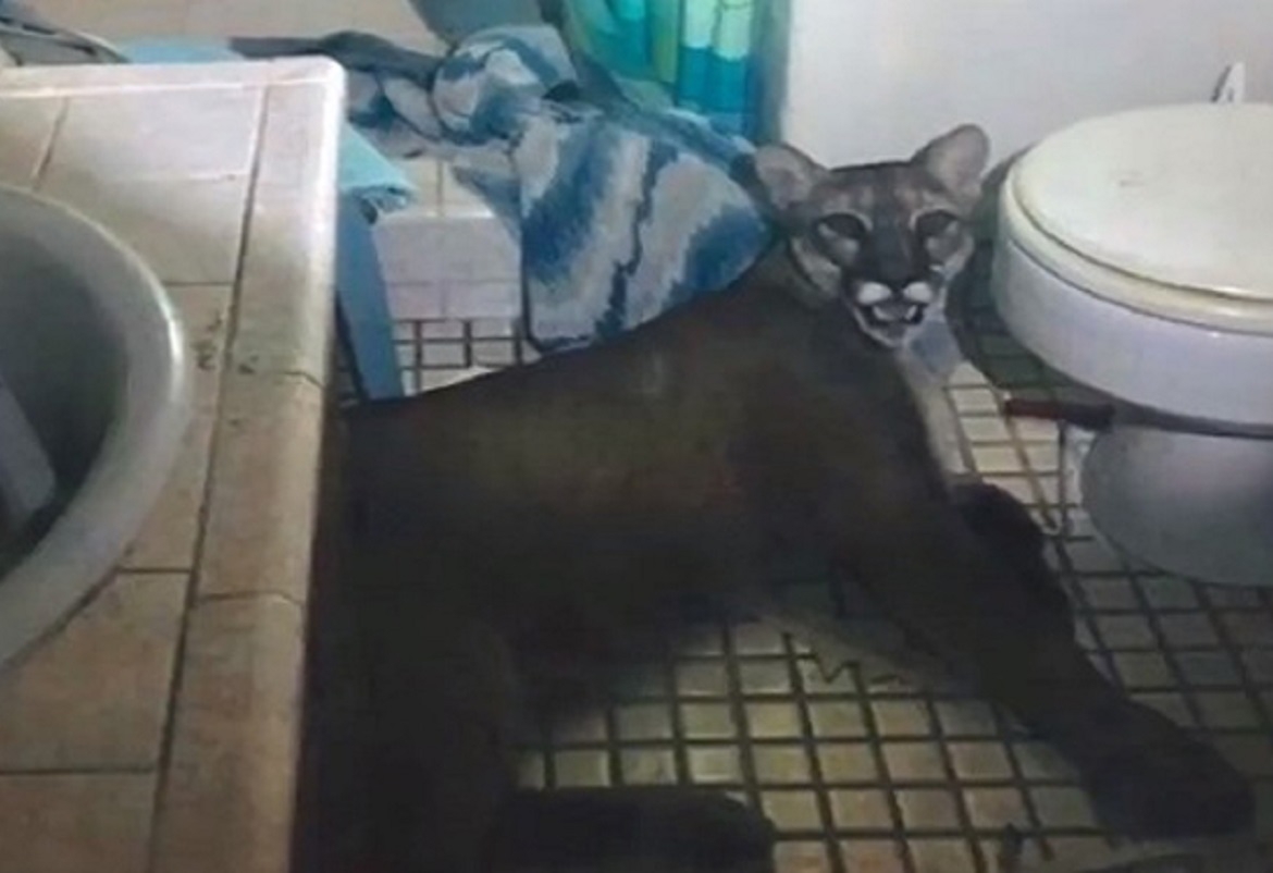 أمريكي يفاجئ بوجود أسد جبلي في حمام منزله
