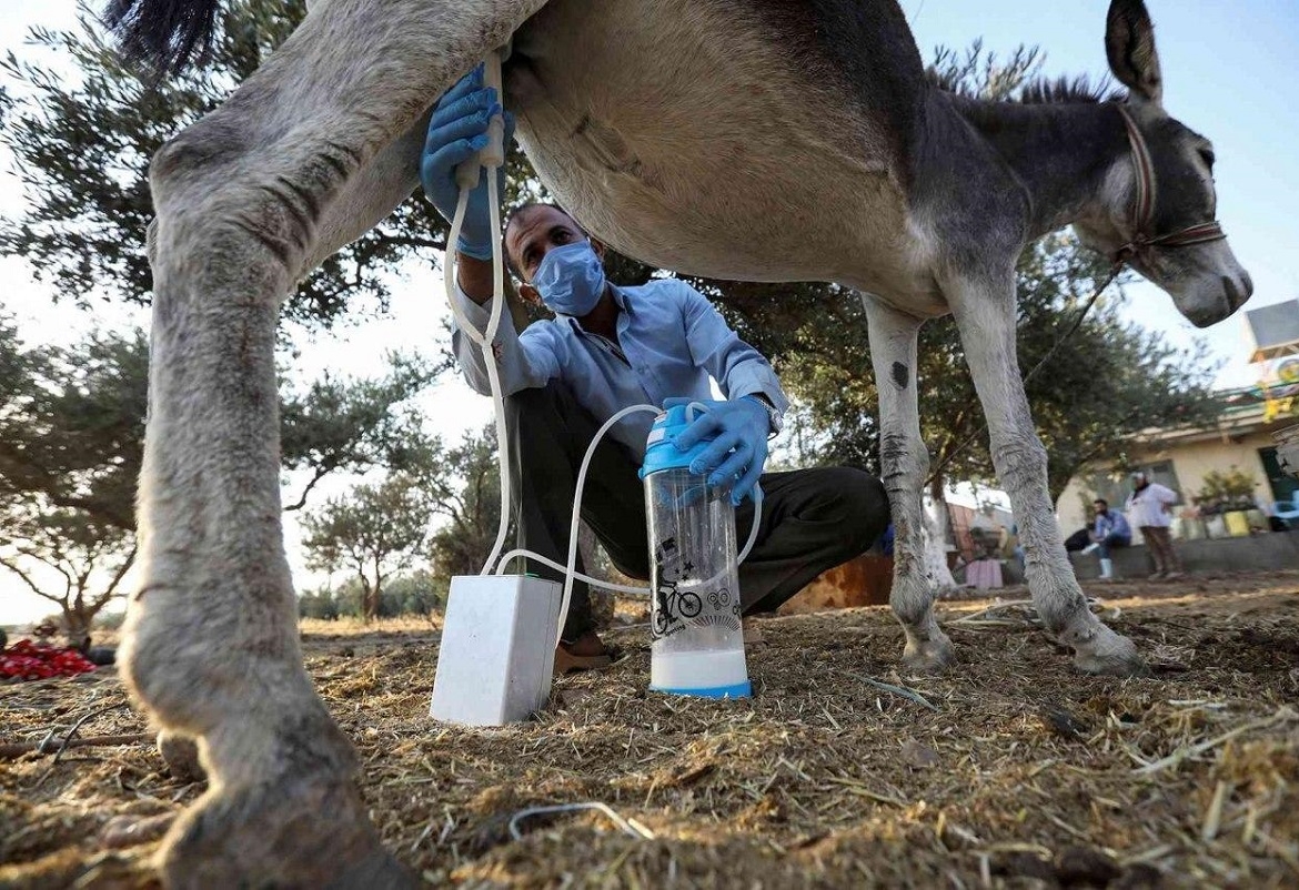 إقبال متزايد على حليب الحمير في ظل وباء كورونا