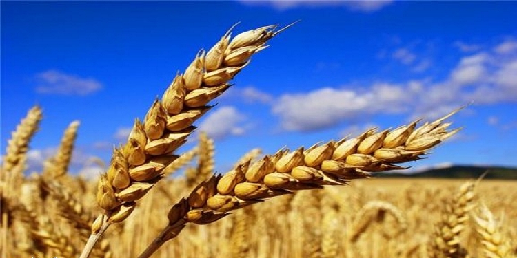 تونس تحتل المرتبة 53 في مؤشر الأمن الغذائي