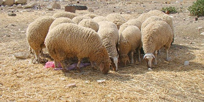 رغم التطمينات: أسعار العلوش بقيت مرتفعة