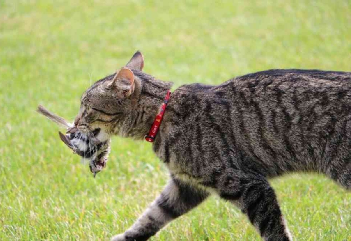 دراسة: القطط المنزلية ماهرة في الصيد وفي التسبب في الأمراض
