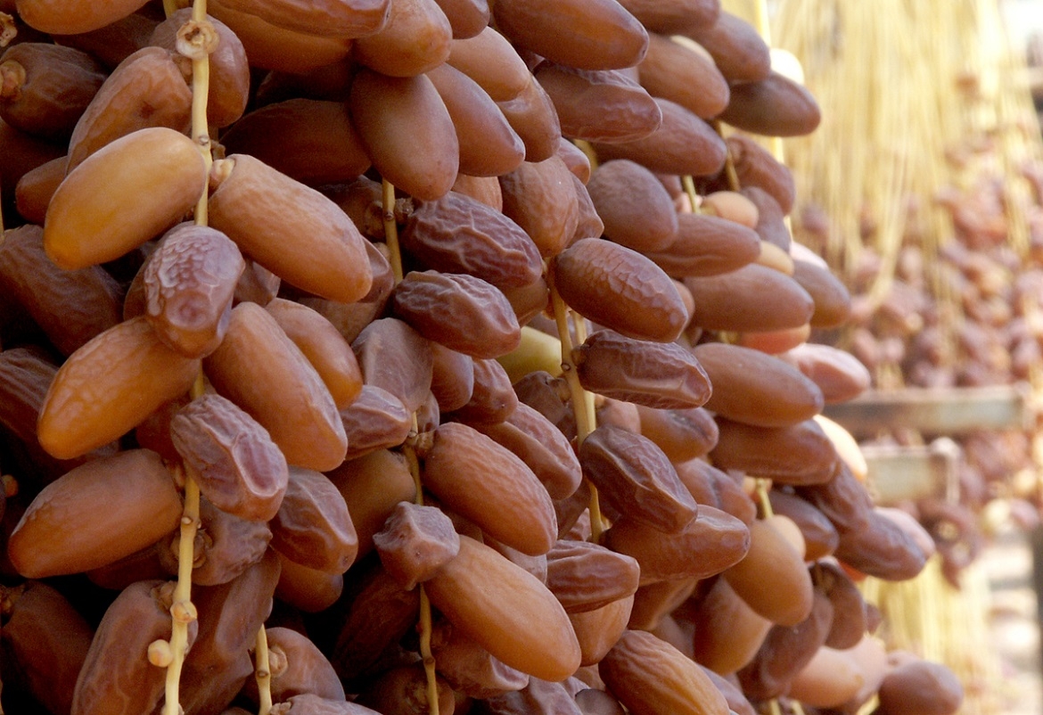 صابة قياسية للتمور خلال هذا الموسم