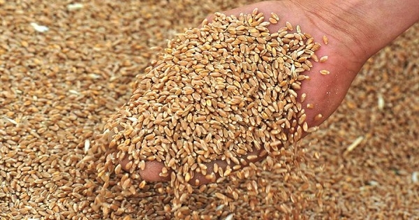ما هي أكبر الدول المصدرة للقمح في العالم؟