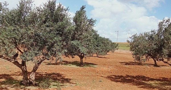 وزارة أملاك الدولة والشؤون العقارية تسترجع عقارا دوليا فلاحيا بمساحة 11 هك بمنوبة