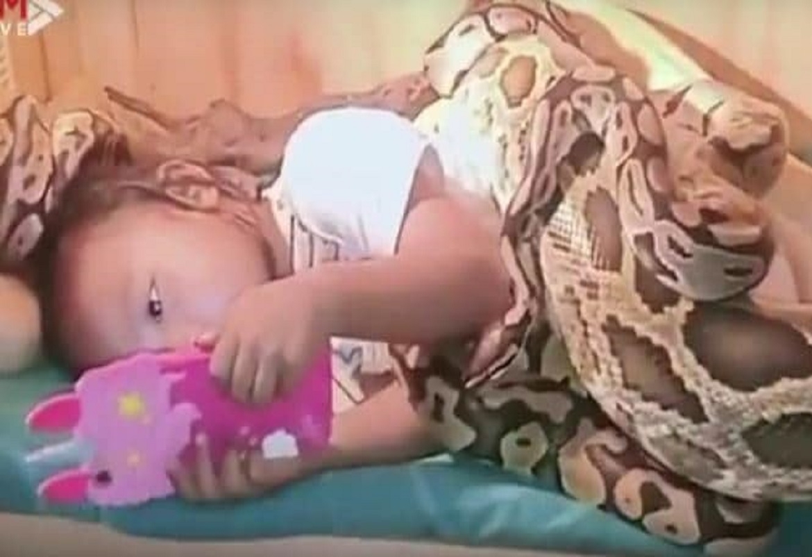 مرعب.. ثعابين ضخمة تحيط بطفلة أثناء مشاهدتها فيلما كرتونيا
