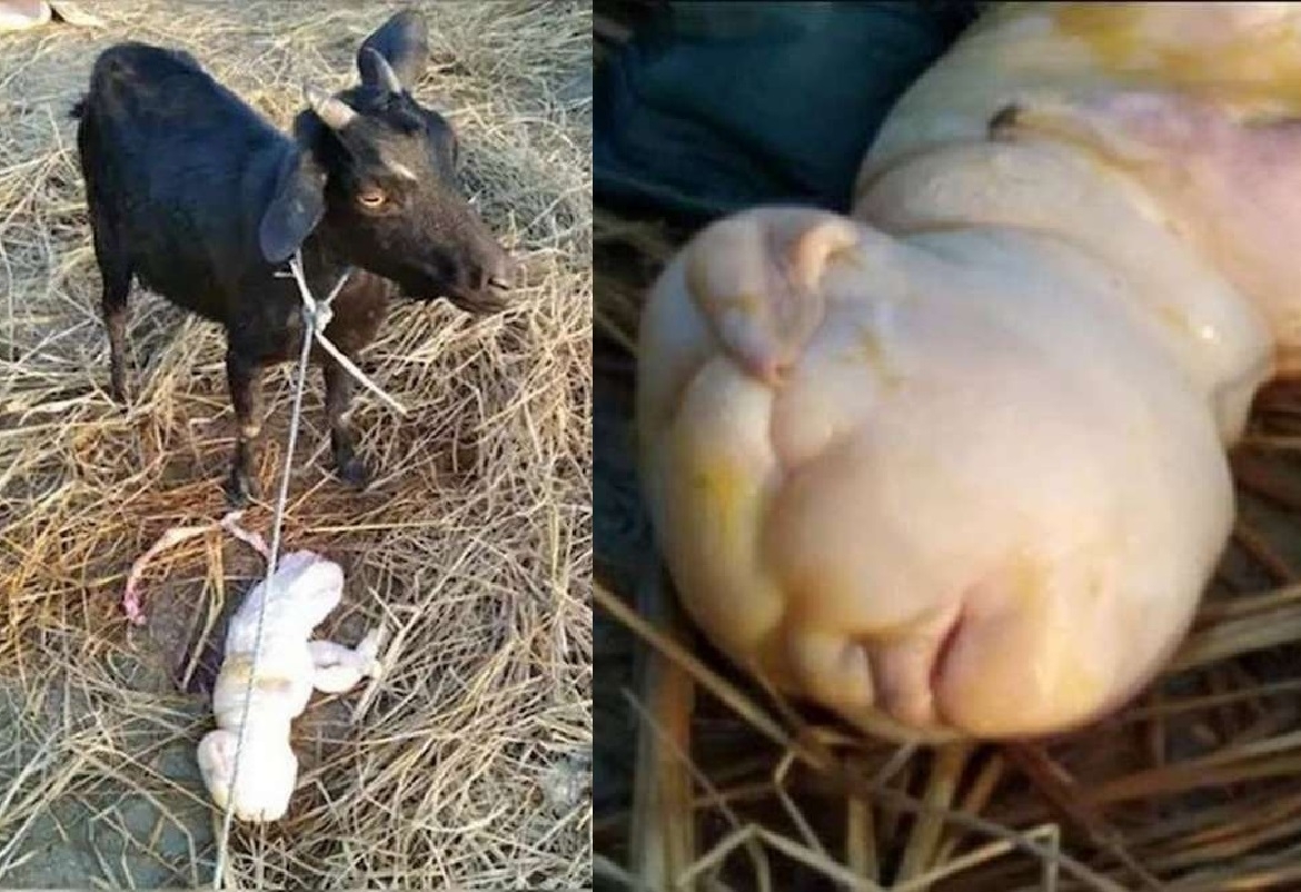 ولادة ماعز بوجه بشري تثير الذهول