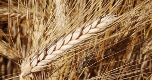 Tunisie : La récolte céréalière est en hausse de 30 % par rapport à l’année écoulée (Elyes Hamza)