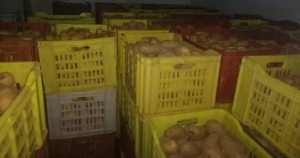 La douane tunisienne annonce la saisie de 70 tonnes de pommes de terre, stockées contrairement aux procédures légales.