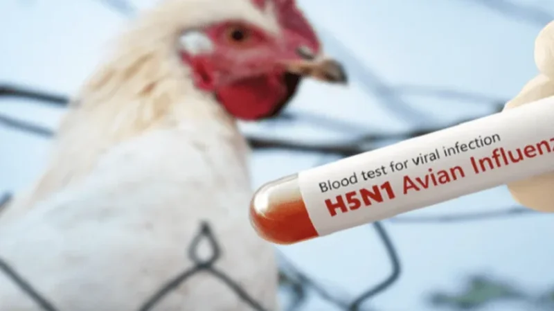 إنفلونزا الطيور تضرب ولاية كيرالا الهندية: نفوق أكثر من 54 ألف طائر وتحذيرات من كارثة محتملة