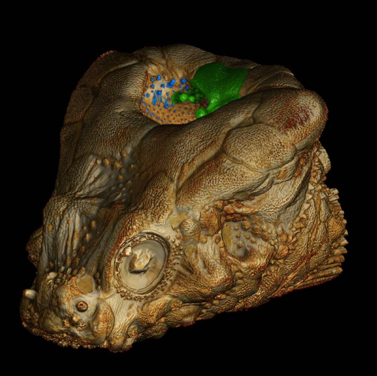 آلة موسيقية في رأس سمكة… اكتشاف علمي يكشف سرّ الأصوات الغامضة في أعماق المحيط
