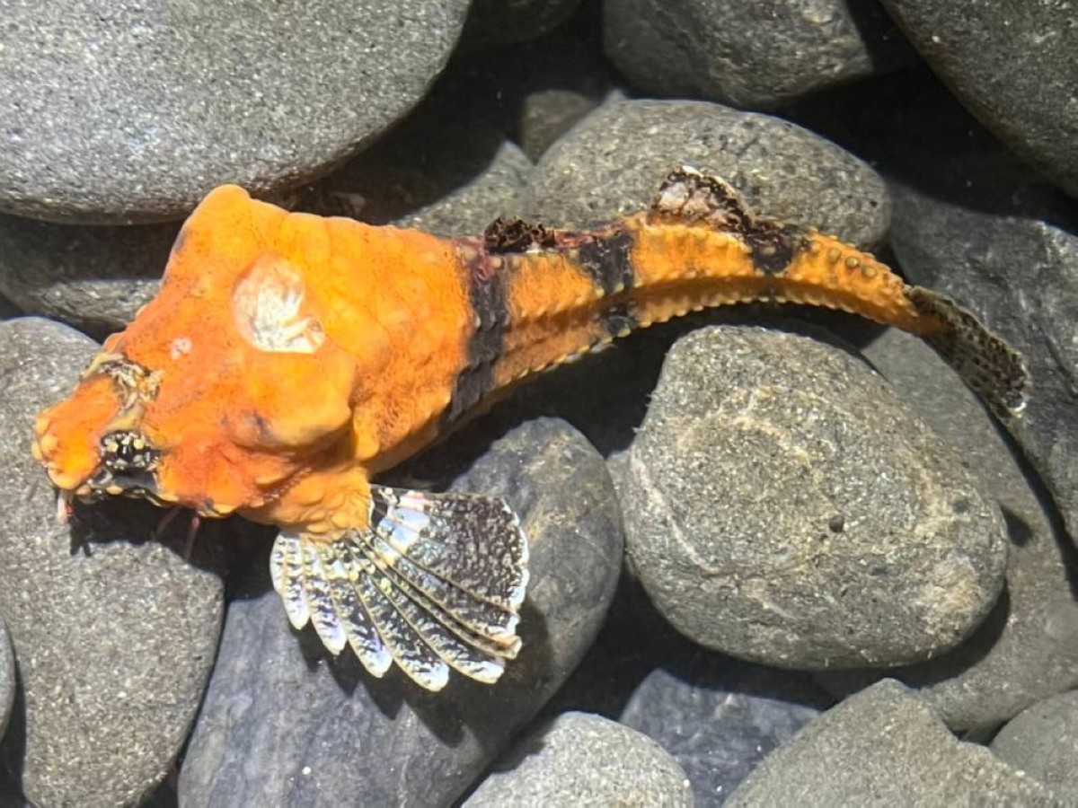 آلة موسيقية في رأس سمكة… اكتشاف علمي يكشف سرّ الأصوات الغامضة في أعماق المحيط