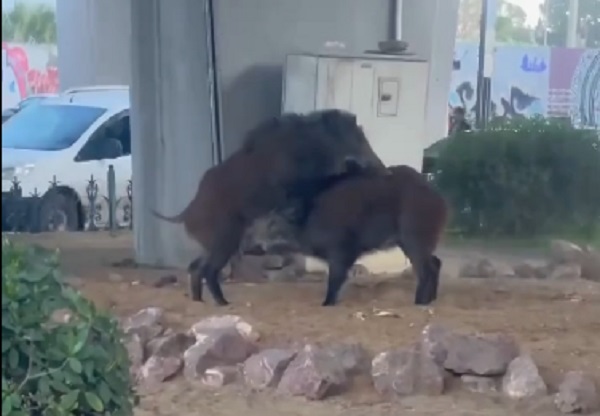 خنازير برّية في قلب العاصمة… فيديو صادم يُشعل الجدل ويعيد ملفّ الزحف الحيواني إلى الواجهة