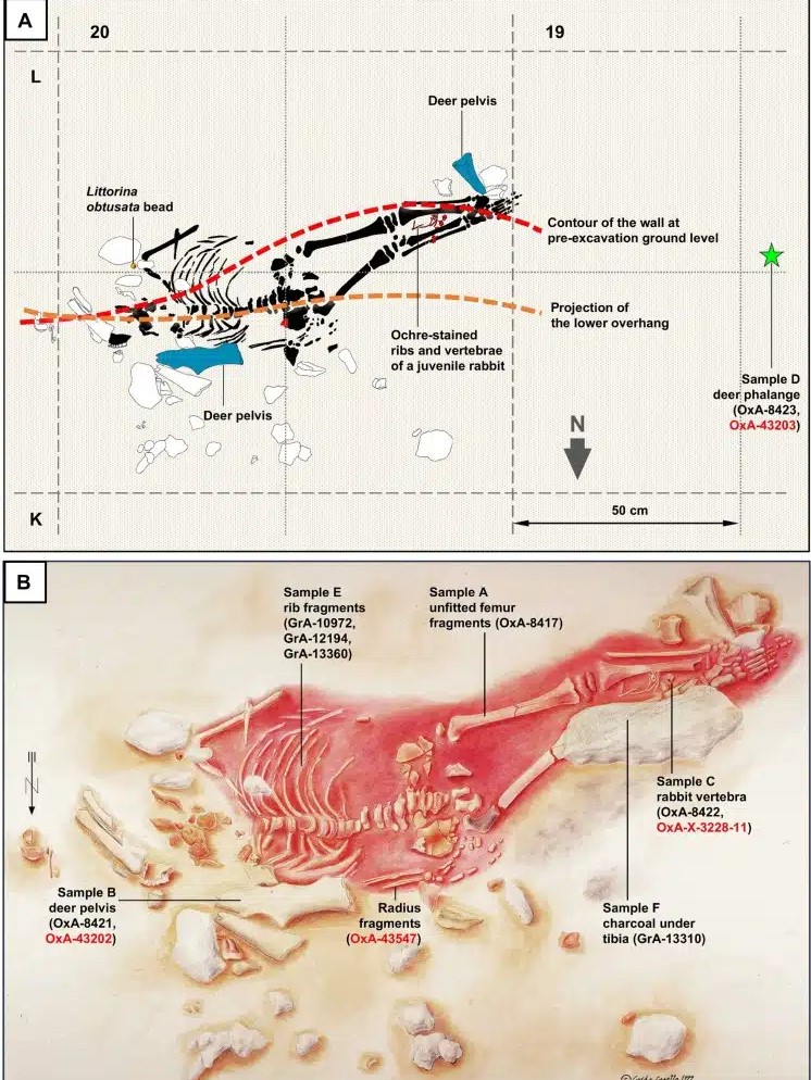 28 ألف سنة بعد دفن «طفل لابيدو»… لغز السمات النياندرتالية يحل جزئيًا