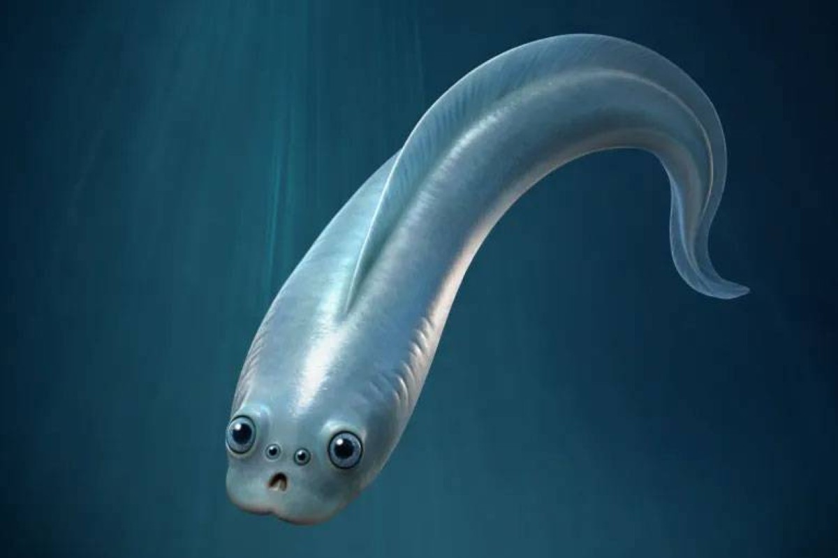 اكتشاف مذهل في الصين: أسماك بلا فكوك مزودة بأربع عيون قبل نصف مليار سنة