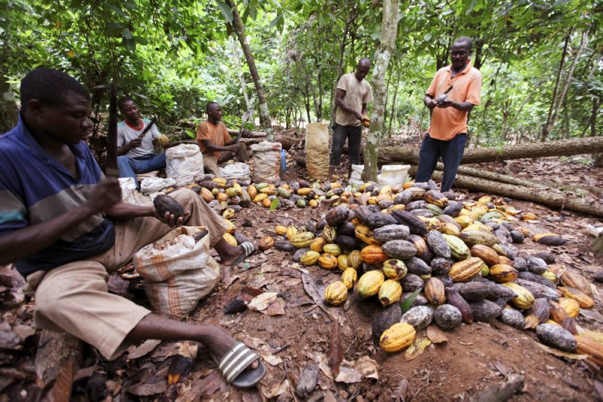 🍫 الشوكولاتة في خطر: الحلوى التي أدمنها العالم... قد تختفي قبل 2050!