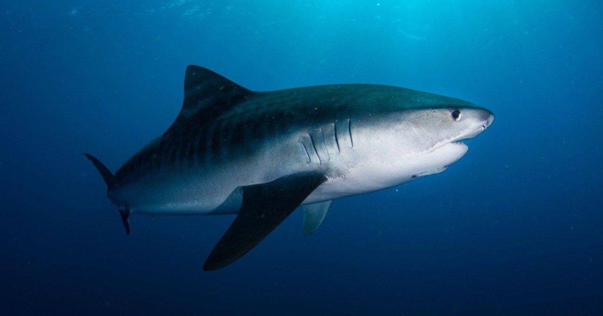 من النيص إلى عظام البشر والسجائر.. ماذا وجد العلماء داخل بطون 778 قرشًا نمريًا؟