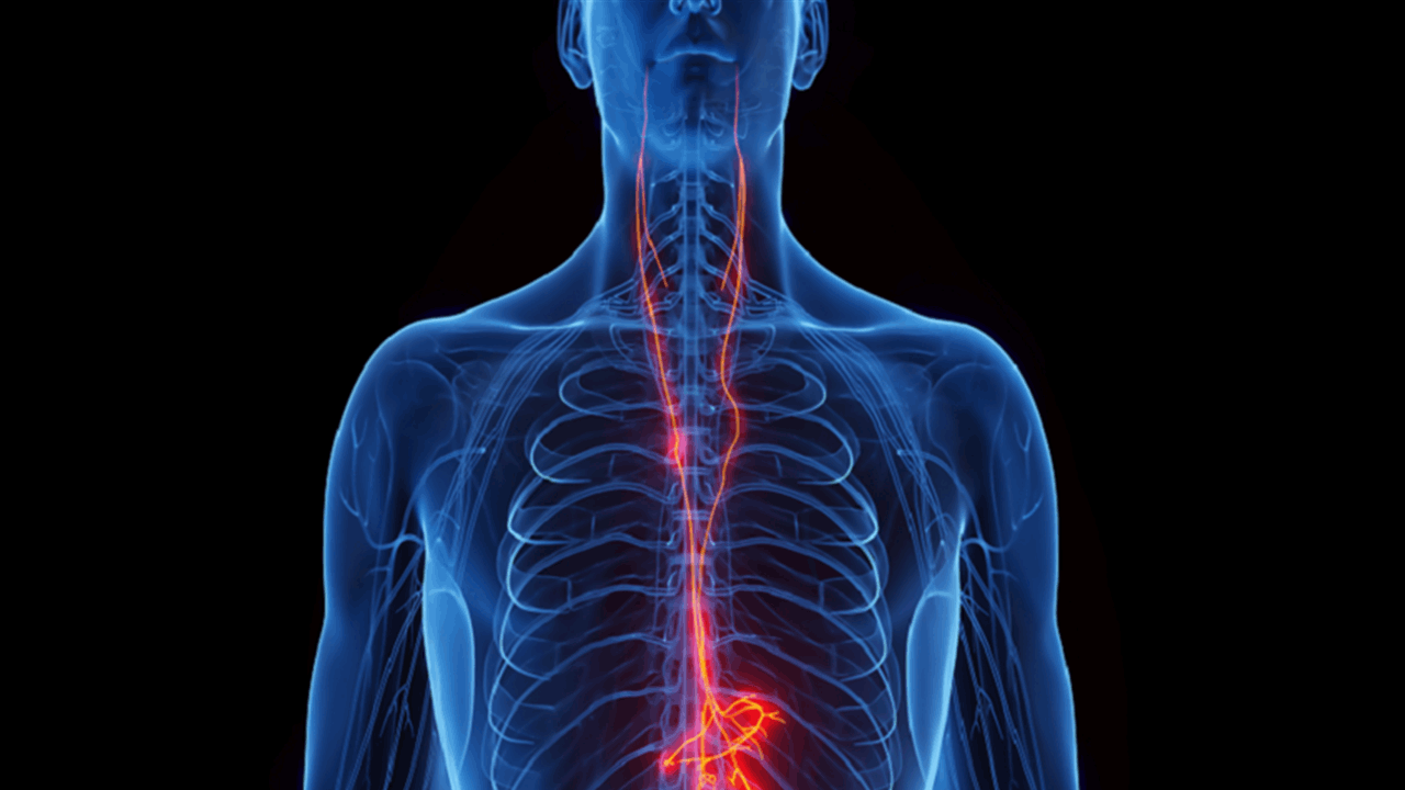 العصب المبهم… سرّ خفي لإبطاء شيخوخة القلب وحمايته من التآكل