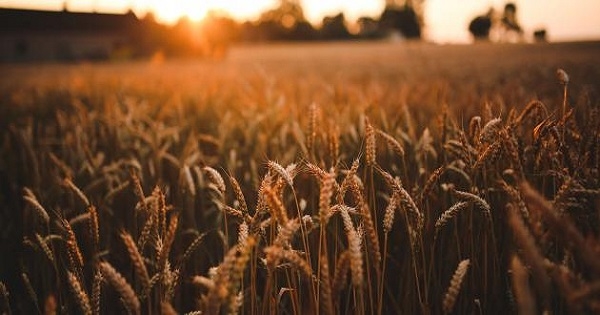 الأمن الغذائي.. أين العرب من إمكاناتهم؟