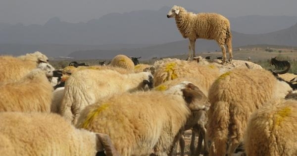 تونس : تعرف على أسعار أضاحي العيد